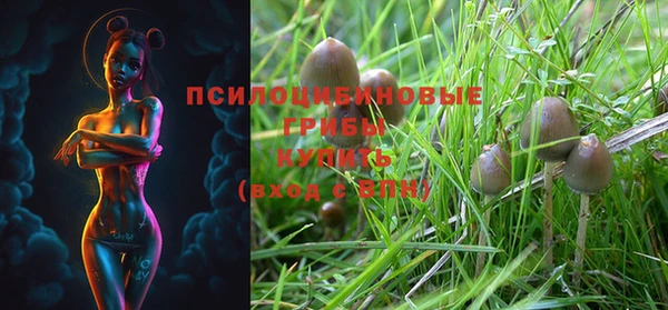 PSILOCYBIN Вяземский